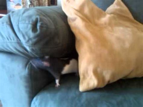 rat casting couch